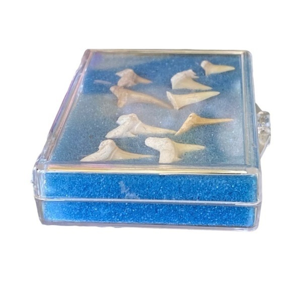 Sharks Teeth Fossils - Picture 4 of 6